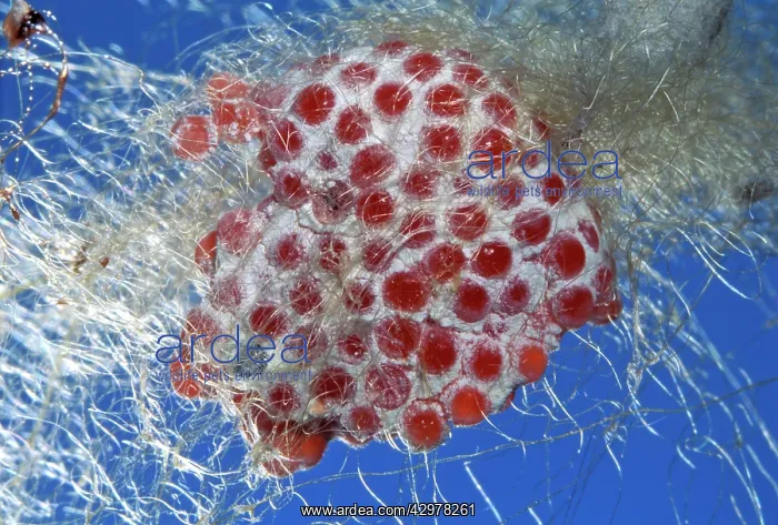 : Golden Orb-web Spider - Eggs in silk cocoon : Golden Orb-web Spider - Eggs in silk cocoon