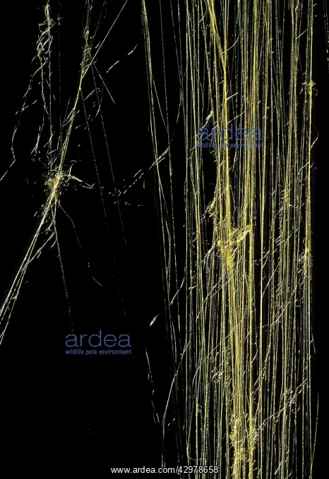: Golden Orb-web Spider - Golden silk : Golden Orb-web Spider - Golden silk