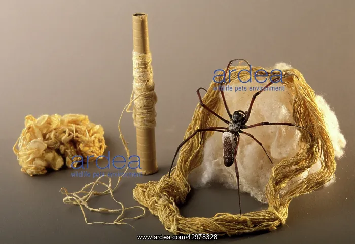 : Golden Orb-web Spider - on silk : Golden Orb-web Spider - on silk