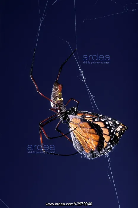 : Golden Orb-web Spider - Spider in its web catching : Golden Orb-web Spider - Spider in its web catching