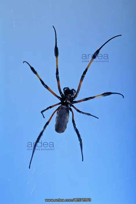 : Golden Orb-web Spider - On its web : Golden Orb-web Spider - On its web