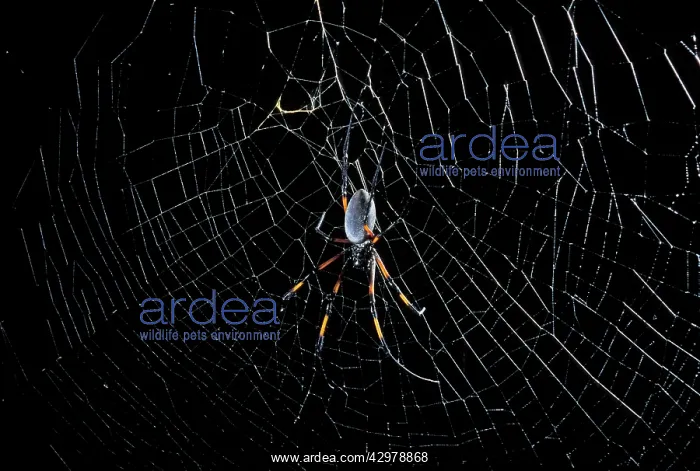 : Golden Orb-web Spider - on its web : Golden Orb-web Spider - on its web
