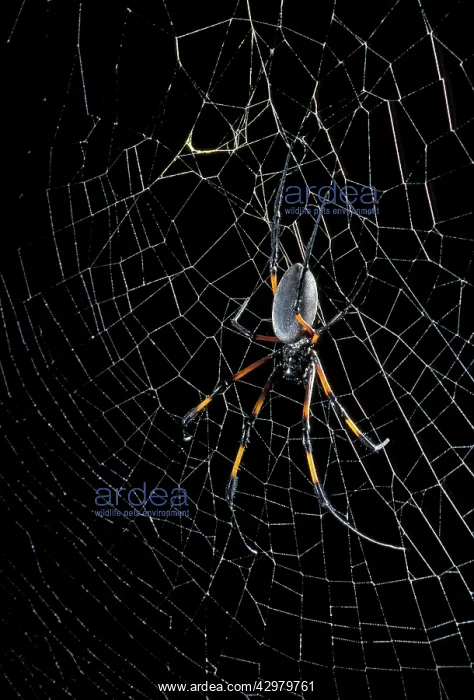 : Golden Orb-web Spider - on its web : Golden Orb-web Spider - on its web