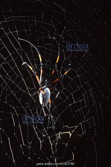 : Golden Orb-web SPIDER - on web : Golden Orb-web SPIDER - on web