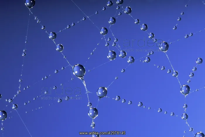 : Golden Orb-web Spider - web and dew drops : Golden Orb-web Spider - web and dew drops