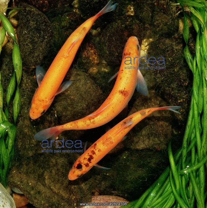 : GOLDEN ORFE - three : GOLDEN ORFE - three