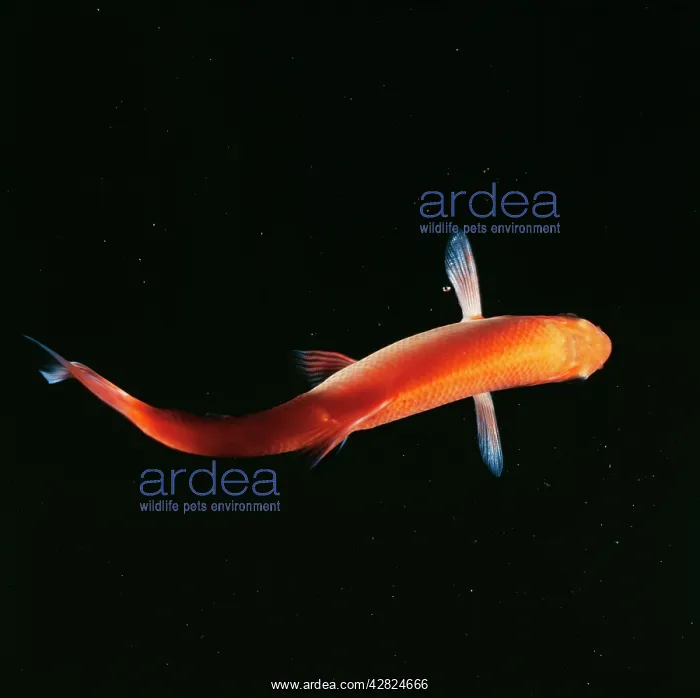  : GOLDEN ORFE