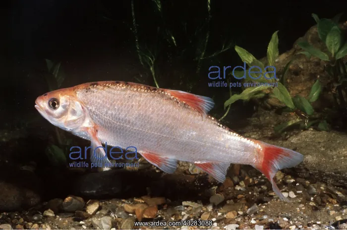 : GOLDEN ORFE FISH : GOLDEN ORFE FISH