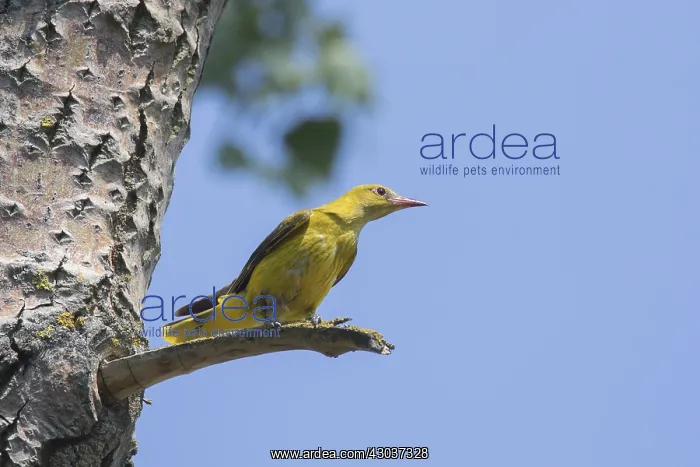 : Golden Oriole - adult female perched on a branch - Germany : Golden Oriole - adult female perched on a branch - Germany
