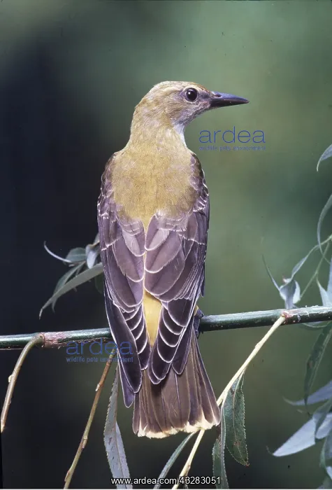 : GOLDEN ORIOLE - close-up, back view : GOLDEN ORIOLE - close-up, back view