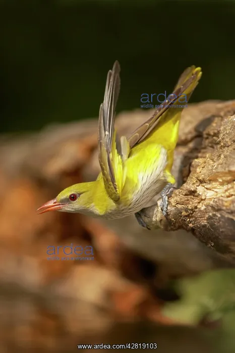 : Golden Oriole - Female drinking from forest pool : Golden Oriole - Female drinking from forest pool