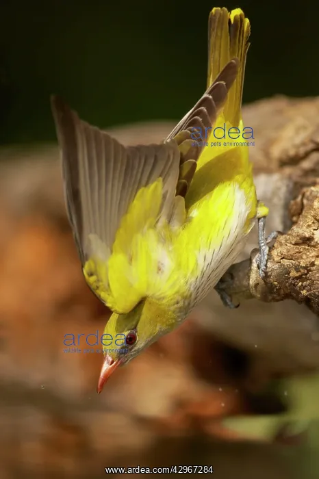 : Golden Oriole - female drinking from forest pool : Golden Oriole - female drinking from forest pool