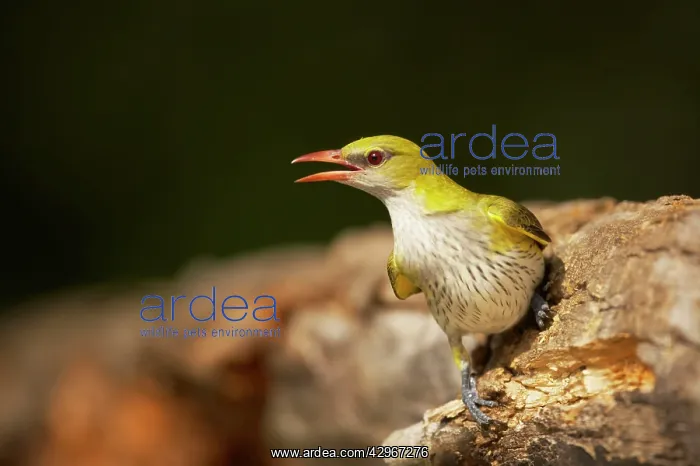 : Golden Oriole - female on fallen tree trunk : Golden Oriole - female on fallen tree trunk