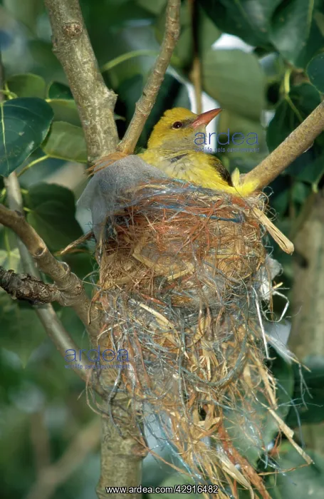 : Golden Oriole - at nest : Golden Oriole - at nest