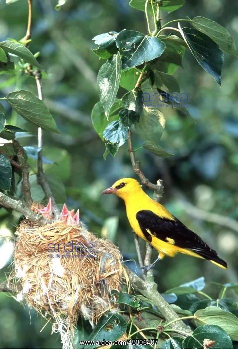 : GOLDEN ORIOLE - at nest, with chicks : GOLDEN ORIOLE - at nest, with chicks