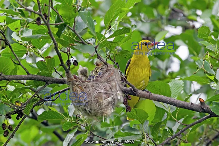  : Golden Oriole - parent at nest with fledglings Bulgaria