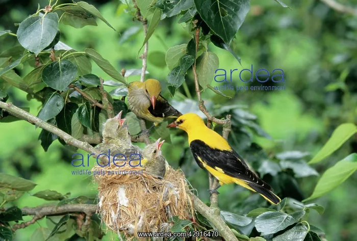 : Golden ORIOLE - parents feeding young at nest : Golden ORIOLE - parents feeding young at nest
