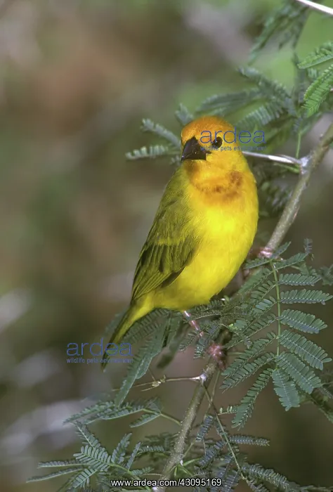 : Golden Palm Weaver : Golden Palm Weaver
