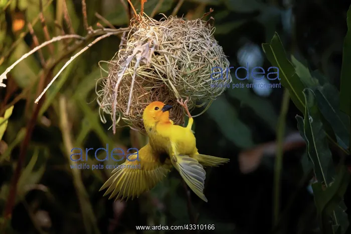: Golden palm weaver (Ploceus bojeri), Golden Palm : Golden palm weaver (Ploceus bojeri), Golden Palm