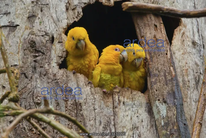 : Golden Parakeet : Golden Parakeet