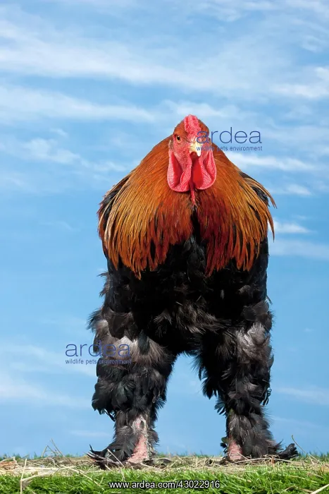  : Golden Partridge Brahma Chicken Cockerel