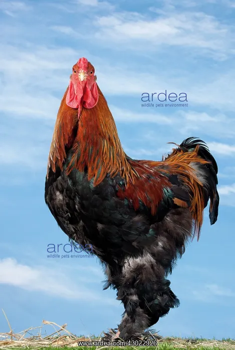  : Golden Partridge Brahma Chicken Cockerel