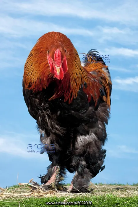  : Golden Partridge Brahma Chicken Cockerel