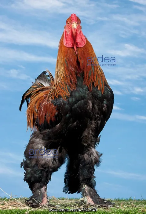  : Golden Partridge Brahma Chicken Cockerel