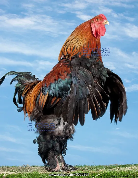  : Golden Partridge Brahma Chicken Cockerel