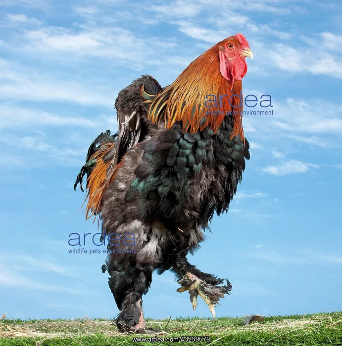  : Golden Partridge Brahma Chicken Cockerel