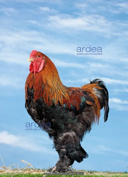  : Golden Partridge Brahma Chicken Cockerel