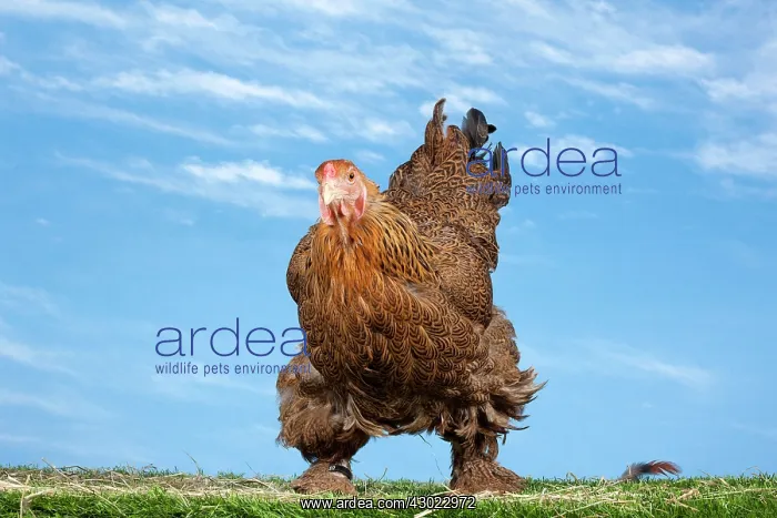  : Golden Partridge Brahma Chicken Hen