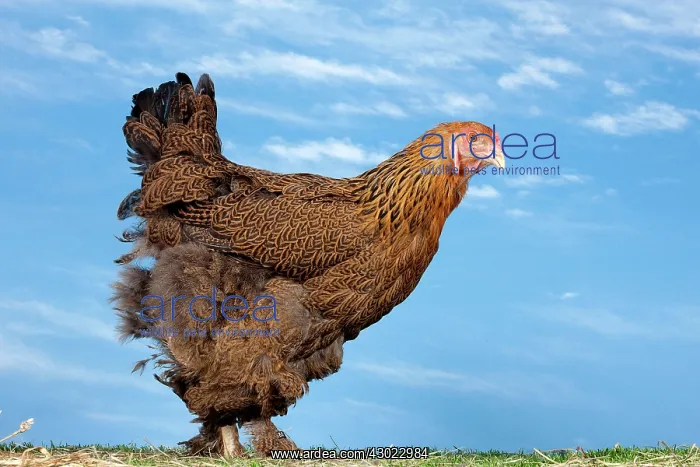 : Golden Partridge Brahma Chicken Hen : Golden Partridge Brahma Chicken Hen