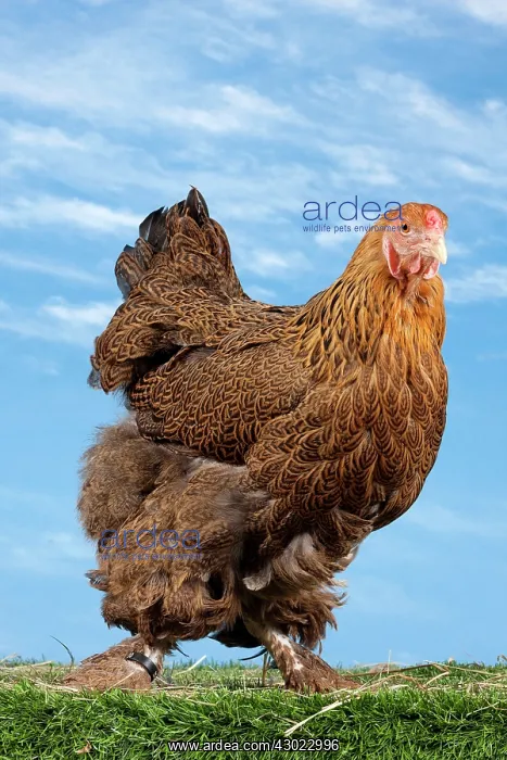 : Golden Partridge Brahma Chicken Hen : Golden Partridge Brahma Chicken Hen