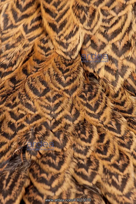  : Golden Partridge Brahma Chicken Hen close-up of feathers