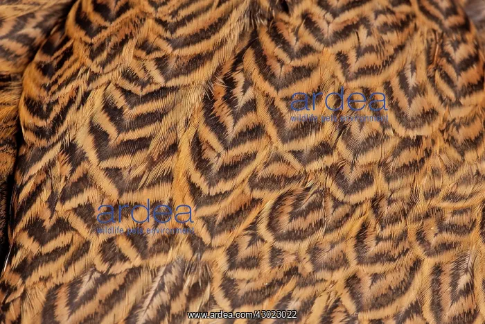 : Golden Partridge Brahma Chicken Hen close-up of feathers : Golden Partridge Brahma Chicken Hen close-up of feathers
