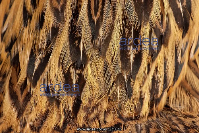  : Golden Partridge Brahma Chicken Hen close-up of feathers