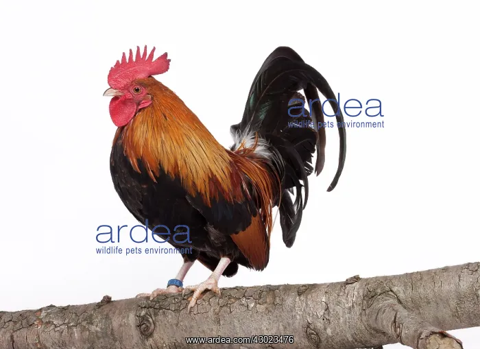  : Golden Partridge Pictave Bantam Chicken Cockerel