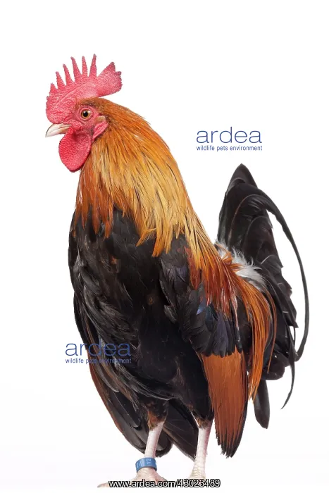  : Golden Partridge Pictave Bantam Chicken Cockerel