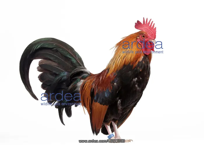  : Golden Partridge Pictave Bantam Chicken Cockerel