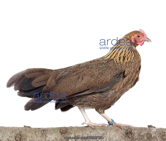 : Golden Partridge Pictave Bantam Chicken hen : Golden Partridge Pictave Bantam Chicken hen