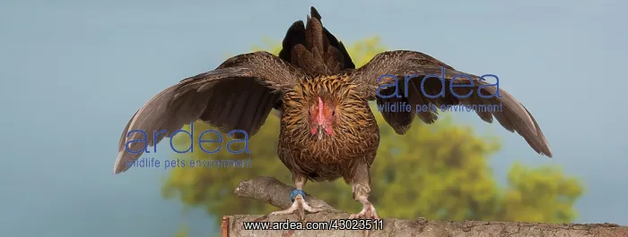 : Golden Partridge Pictave Bantam Chicken hen : Golden Partridge Pictave Bantam Chicken hen