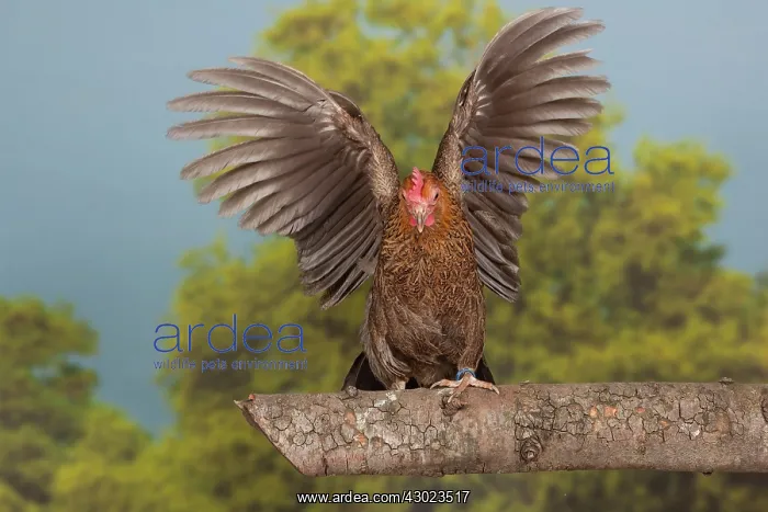: Golden Partridge Pictave Bantam Chicken hen : Golden Partridge Pictave Bantam Chicken hen