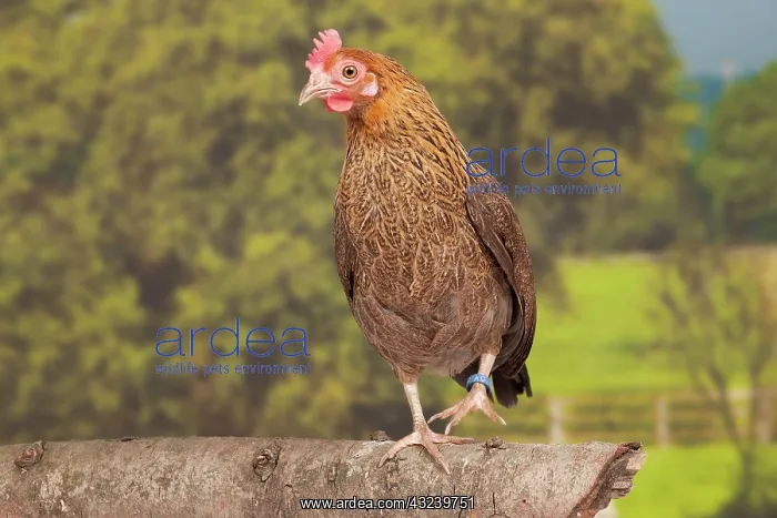 : Golden Partridge Pictave Bantam Chicken hen : Golden Partridge Pictave Bantam Chicken hen