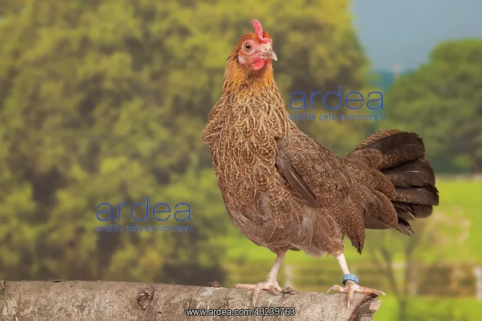 : Golden Partridge Pictave Bantam Chicken hen : Golden Partridge Pictave Bantam Chicken hen