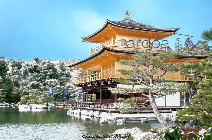 : Golden Pavilion Temple : Golden Pavilion Temple