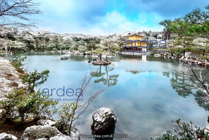 : Golden Pavilion Temple : Golden Pavilion Temple