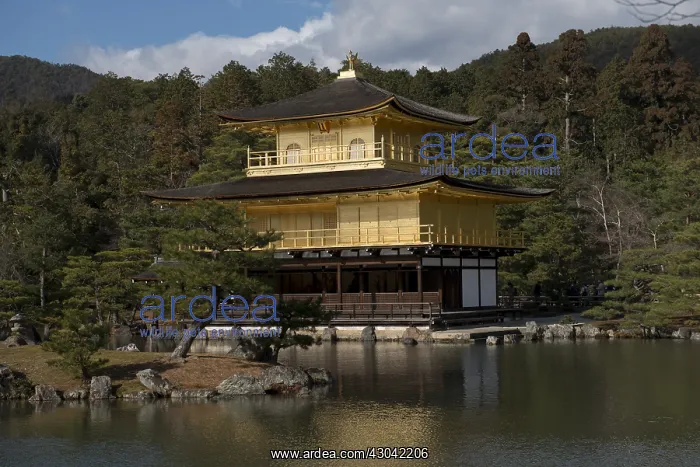 : Golden Pavilion - view across pond (Kyoko-chi in : Golden Pavilion - view across pond (Kyoko-chi in