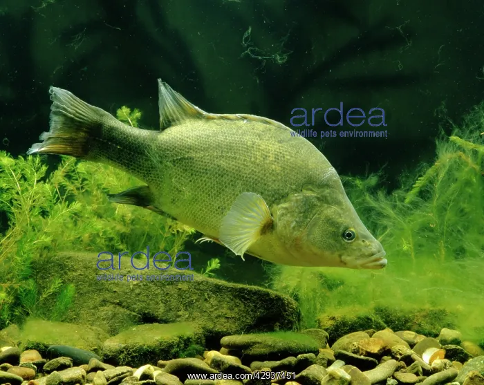 : Golden perch or Yellowbelly (Macquaria ambigua). Australia : Golden perch or Yellowbelly (Macquaria ambigua). Australia
