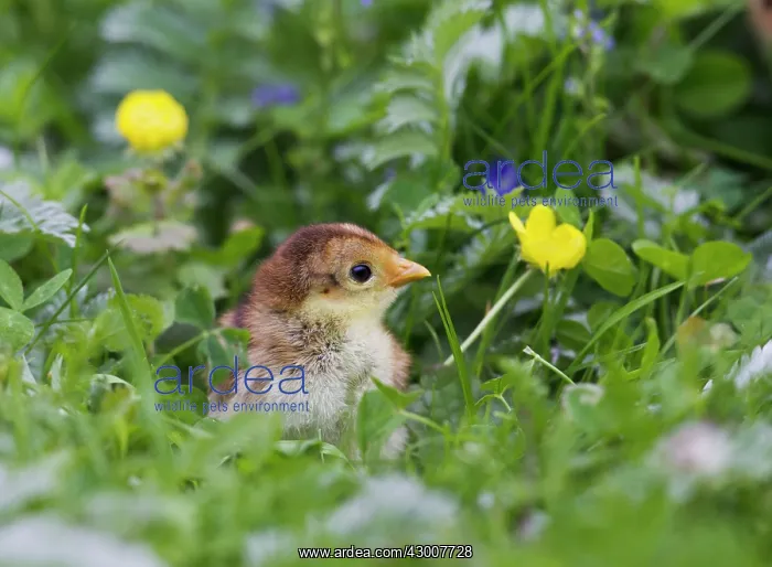 : Golden Pheasant chick in meadow controlled conditions 17024 : Golden Pheasant chick in meadow controlled conditions 17024